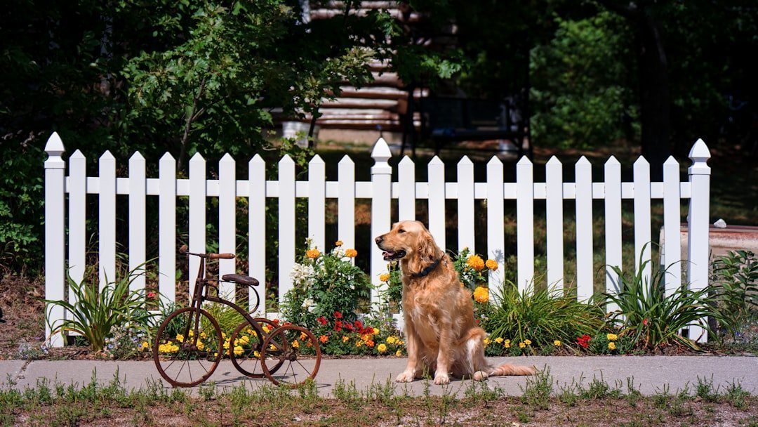 1. The White Picket Fence: An Enduring American Icon (Image Credits: Unsplash)