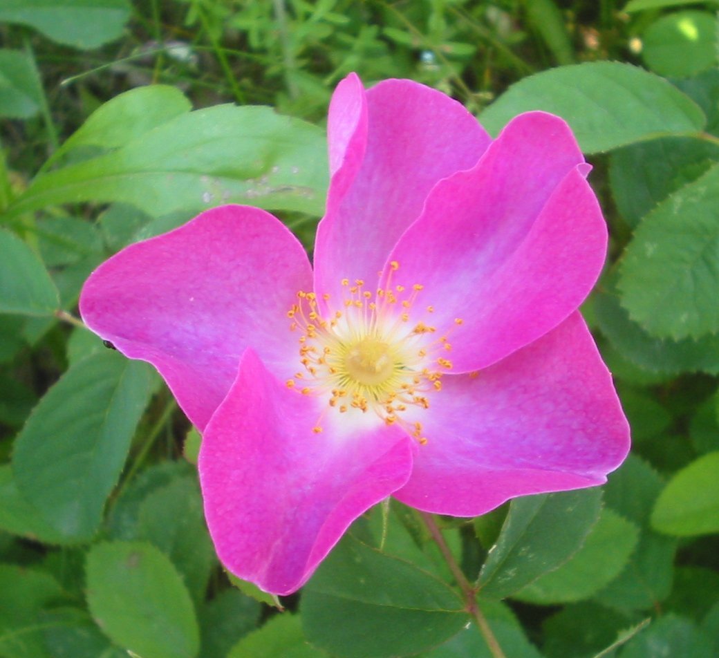 2. The Gallica Rose: Ancient Beauty with Bold Color (CC BY-SA 3.0)