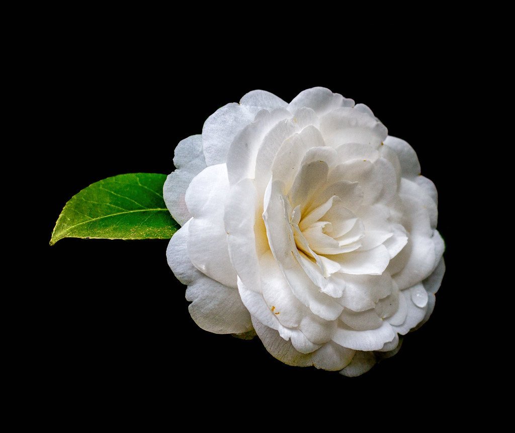 3. The Alba Rose: Grace Under Pressure (. Ray in Manila, Flickr, CC BY 2.0)
