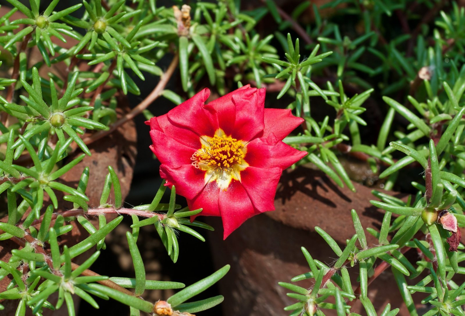7. The Moss Rose: Textured, Fragrant, and Gloriously Unusual (By Joydeep, CC BY-SA 3.0)