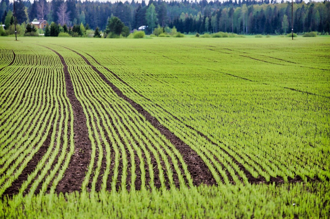 6. The Seed Spacer: Precision Before Precision Was Cool (Image Credits: Pixabay)