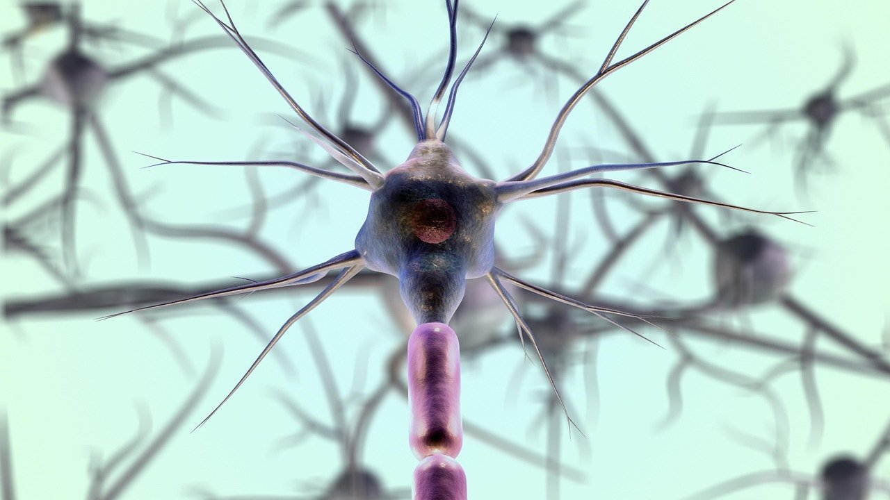 Rhythm and Neural Entrainment: When Your Brain Becomes the Beat (Image Credits: Pixabay)