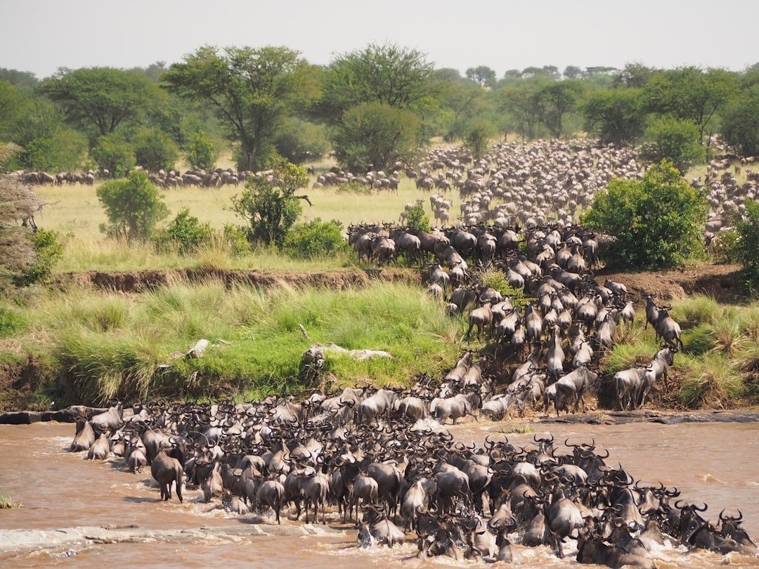 The Serengeti, Tanzania: Life, Death, and the Great Migration (Image Credits: Unsplash)