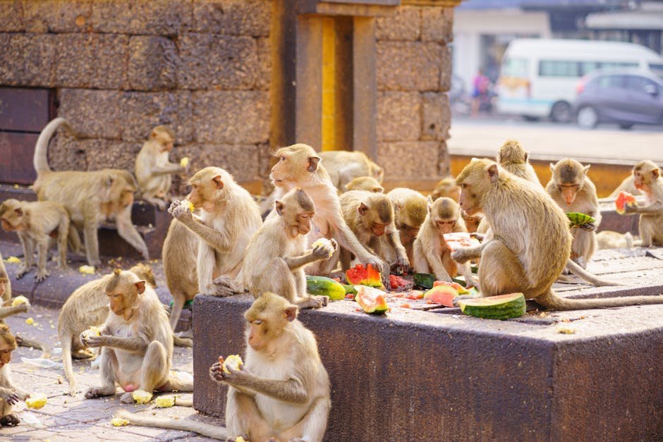 8. Monkey Buffet Festival - Lopburi, Thailand (Image Credits: Pexels)
