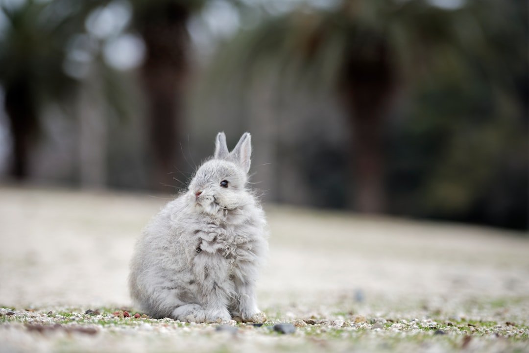 1. Rabbit Island: A Furry Paradise Awaits (Image Credits: Unsplash)