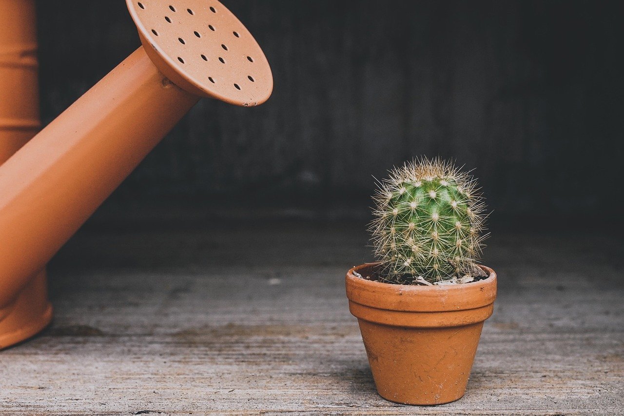 1. Myth: Gravel in the Bottom of Pots Improves Drainage (Image Credits: Pixabay)