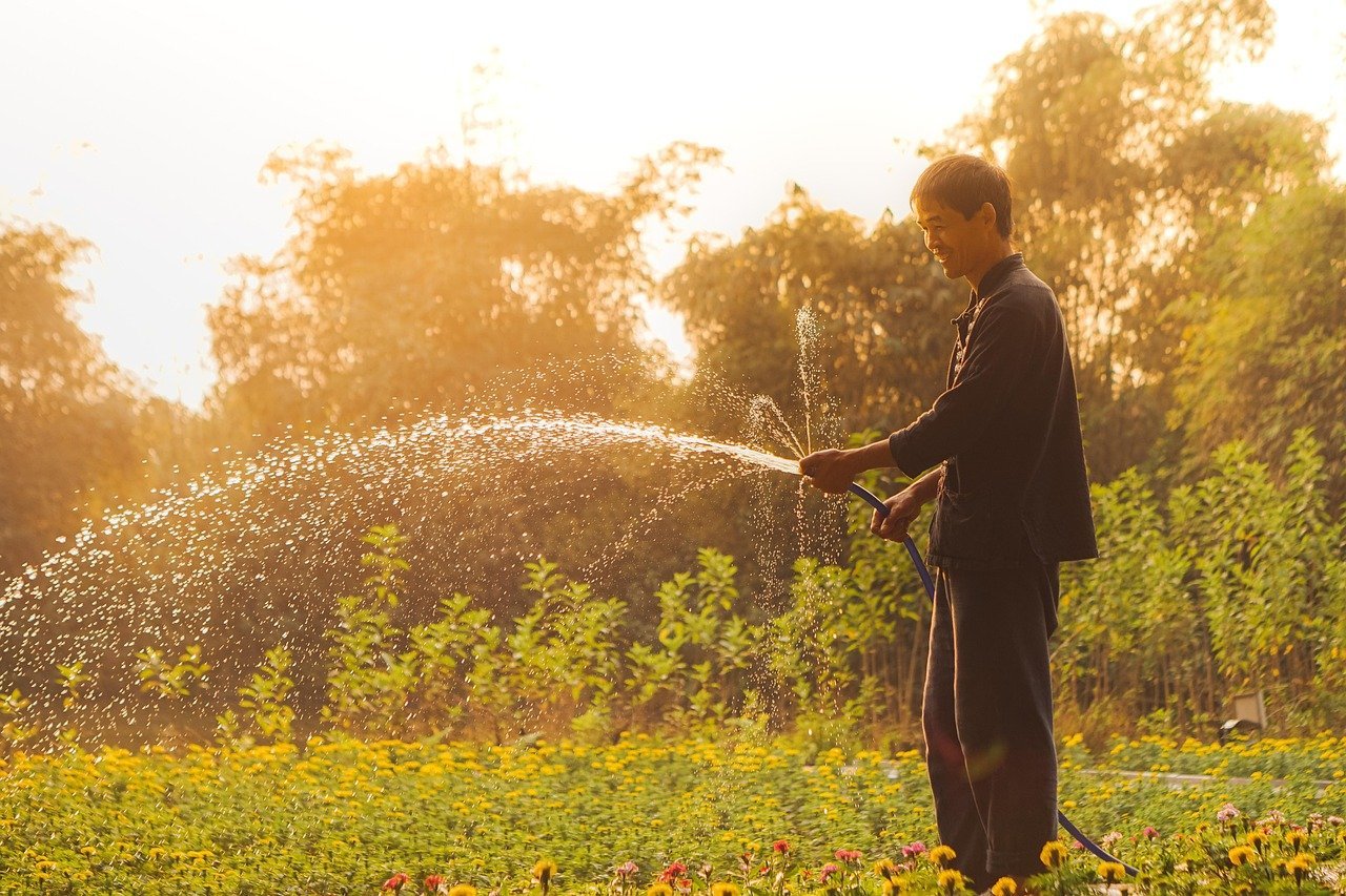 2. Myth: Watering Plants in Hot Sun Scorches Leaves (Image Credits: Pixabay)