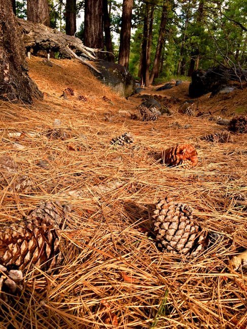 3. Myth: Pine Needles Make Soil Too Acidic for Plants (Image Credits: Pexels)