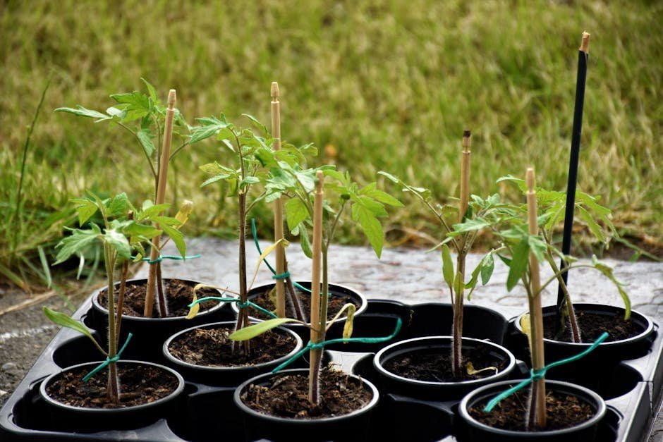 4. Myth: Young Trees Need Staking to Stay Straight (Image Credits: Pexels)