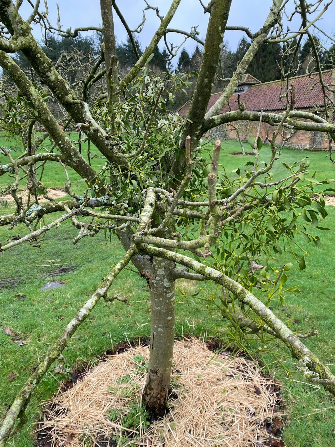 5. Myth: Topping Trees Keeps Them Short and Manageable (Image Credits: Unsplash)