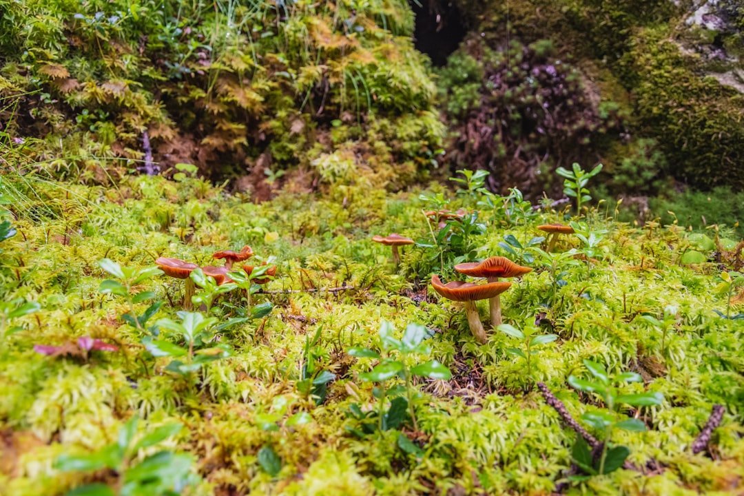 7. Myth: Lime Kills Moss in Lawns (Image Credits: Unsplash)