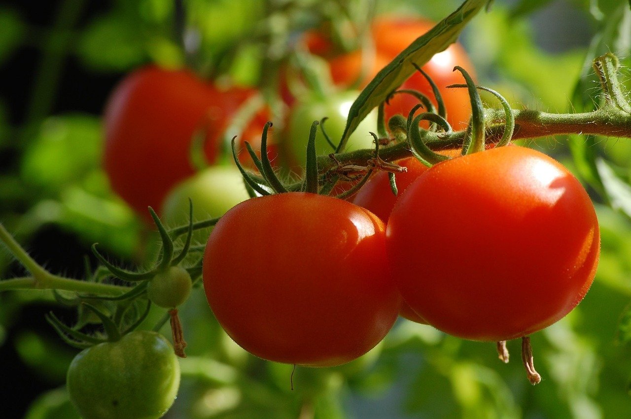 3. Home Vegetable Gardening (Image Credits: Pixabay)
