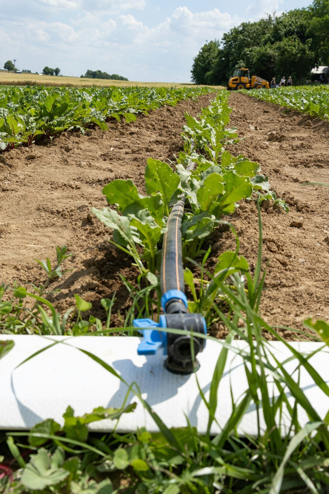 Secret #6: Use Drip Irrigation Instead of Overhead Watering (Image Credits: Unsplash)