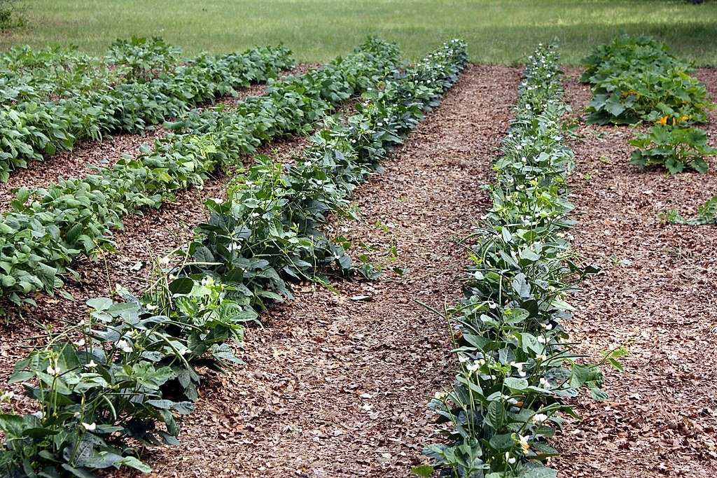 Secret #10: Protect and Cover Your Soil Year-Round (sgbrown56, Flickr, CC BY 2.0)