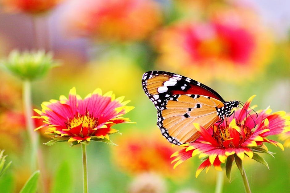 Vladimir Nabokov: The Butterfly Chaser (Image Credits: Pexels)