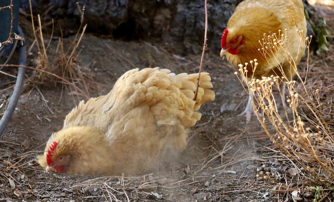 The Death of the Little Hen (Image Credits: Unsplash)