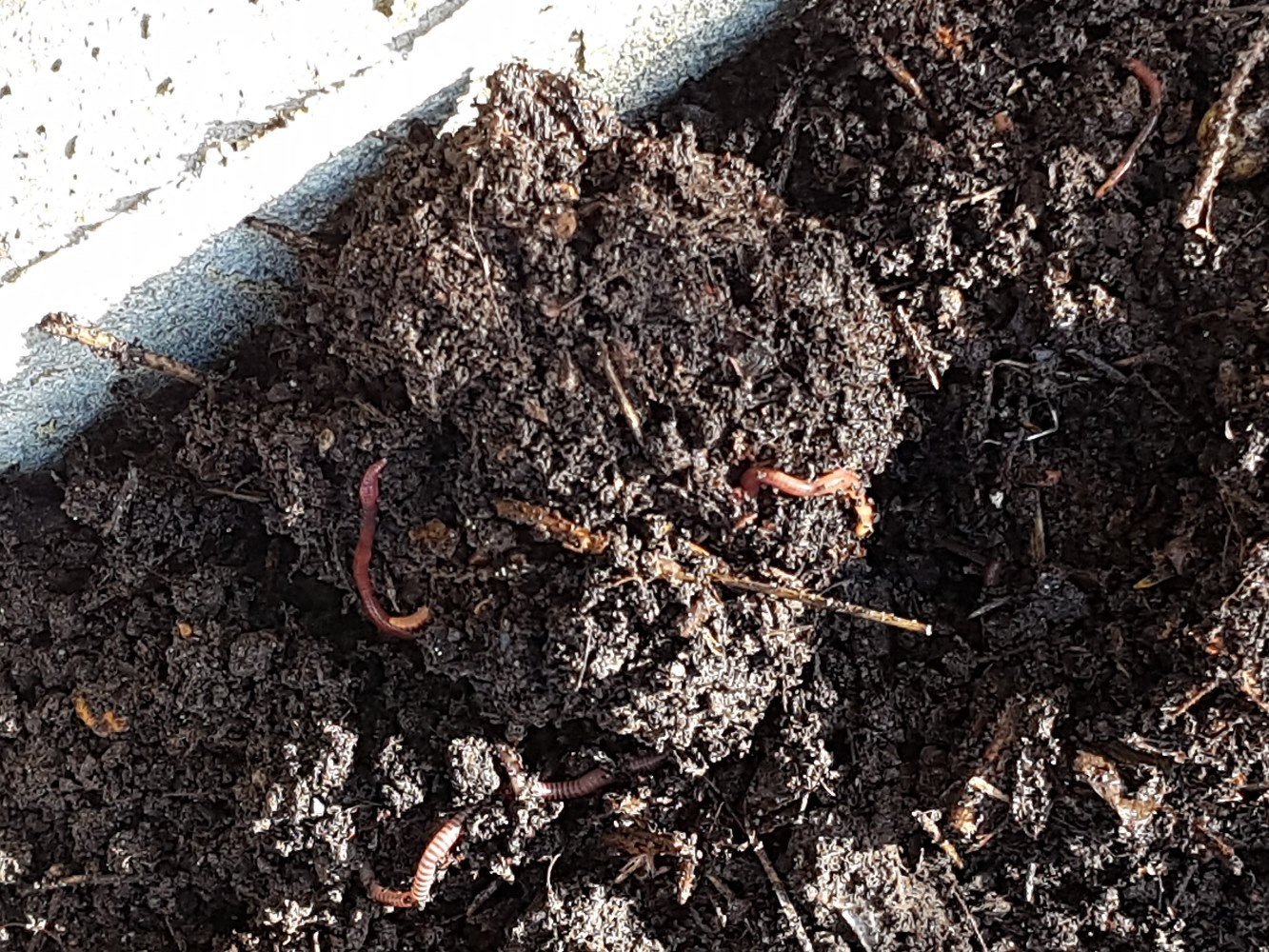 4. Test and Adjust Your Soil pH (By Malcolm Fowles, CC BY-SA 4.0)