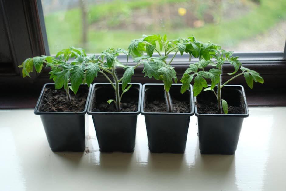 8. Start Seeds Indoors for a Head Start (Image Credits: Pexels)
