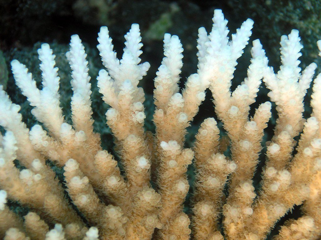 5. Sunscreen Is Bleaching Coral Reef Heritage Sites Into Oblivion (Oregon State University, Flickr, CC BY-SA 2.0)