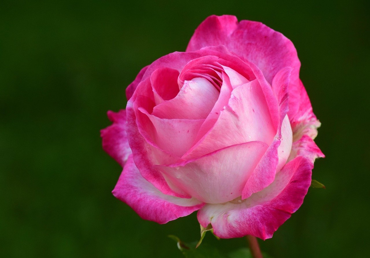 Hack 1: Deadhead Spent Blooms Religiously (Image Credits: Pixabay)