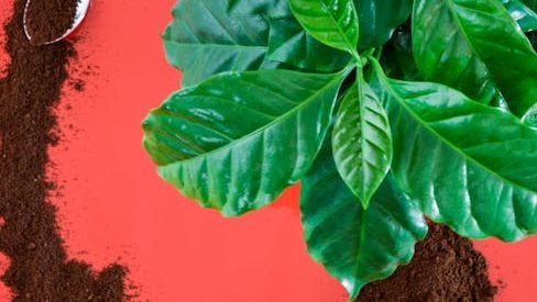 8 Gardening Hacks That Will Make Your Roses Bloom Like Never Before