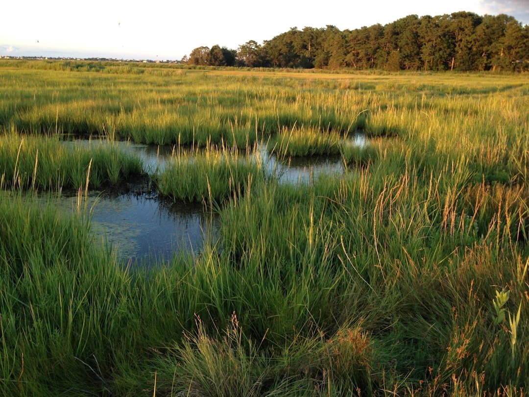 Where the Crawdads Sing by Delia Owens (Image Credits: Unsplash)