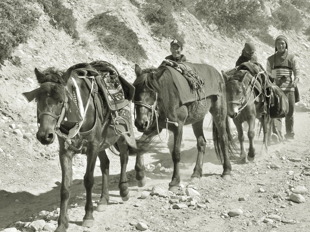 10. The Silk Roads by Peter Frankopan (Image Credits: Unsplash)