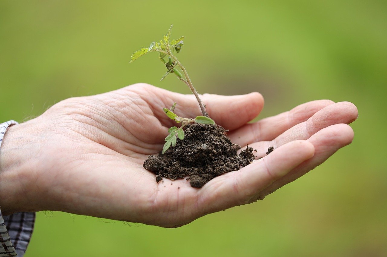 Conclusion: Time to Put Down the Scroll and Pick Up a Seed (Image Credits: Pixabay)