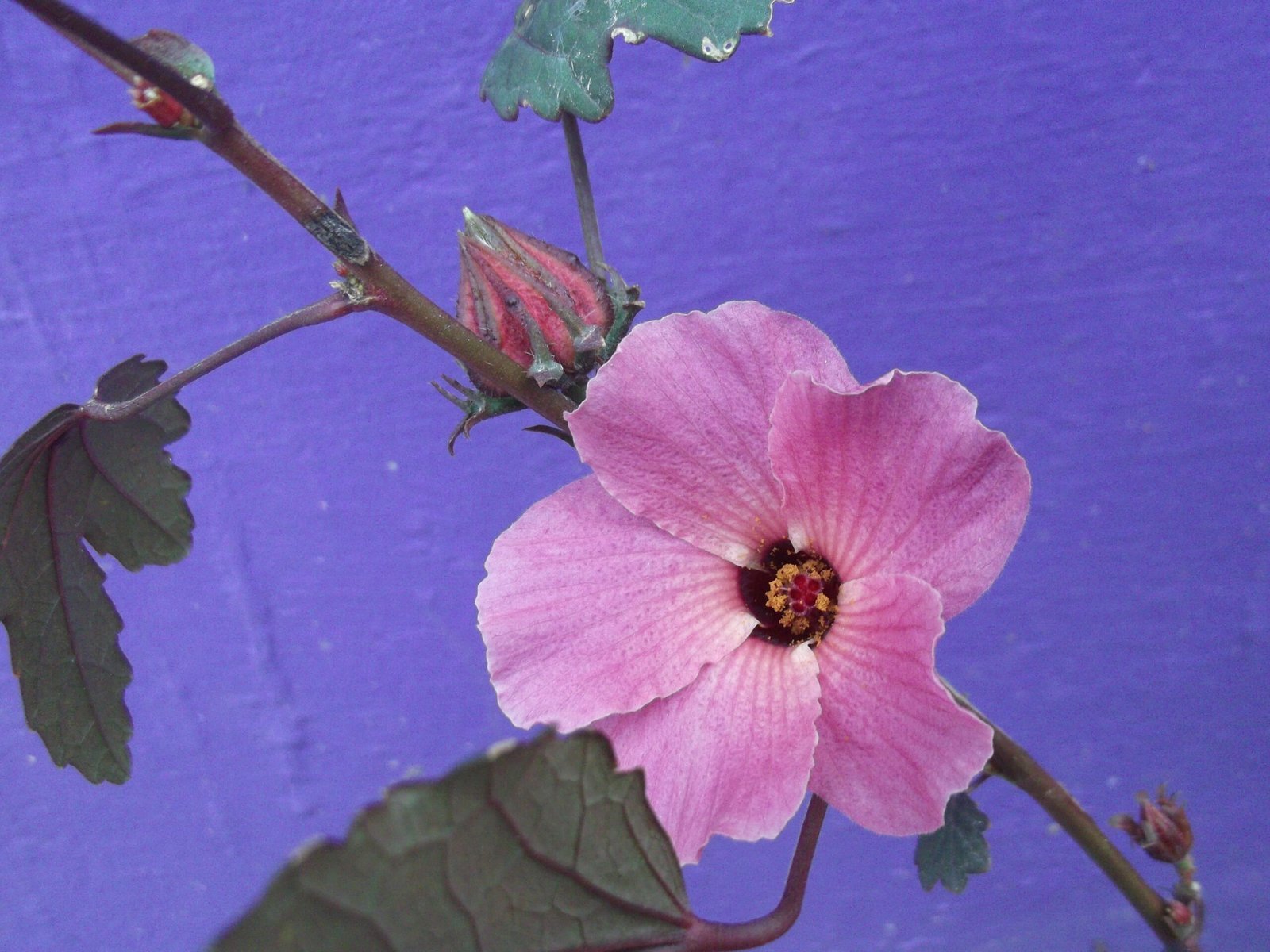 8. Purple Hibiscus by Chimamanda Ngozi Adichie (By Yercaud-elango, CC BY-SA 4.0)