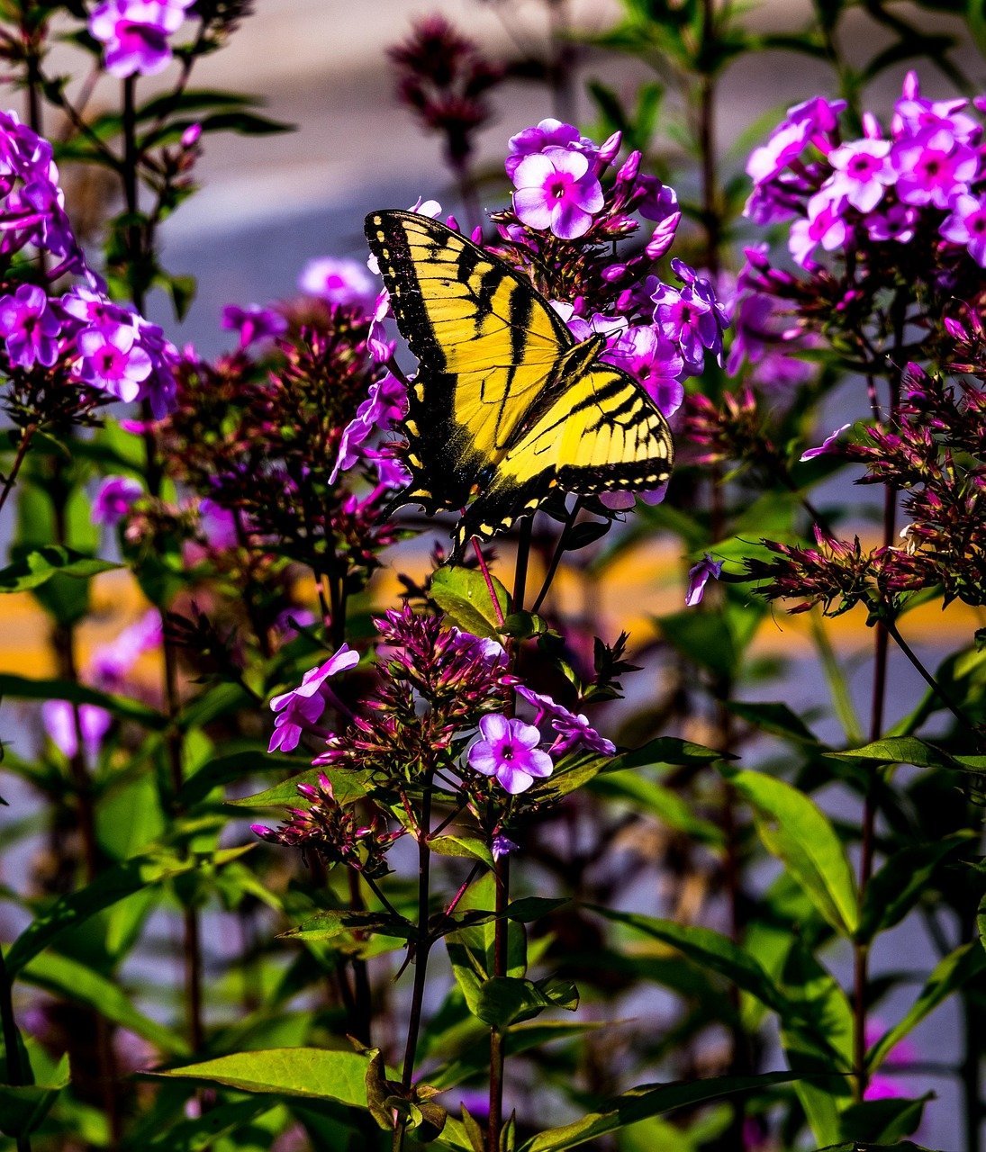 Why Explore Virginia This Spring (Image Credits: Pixabay)