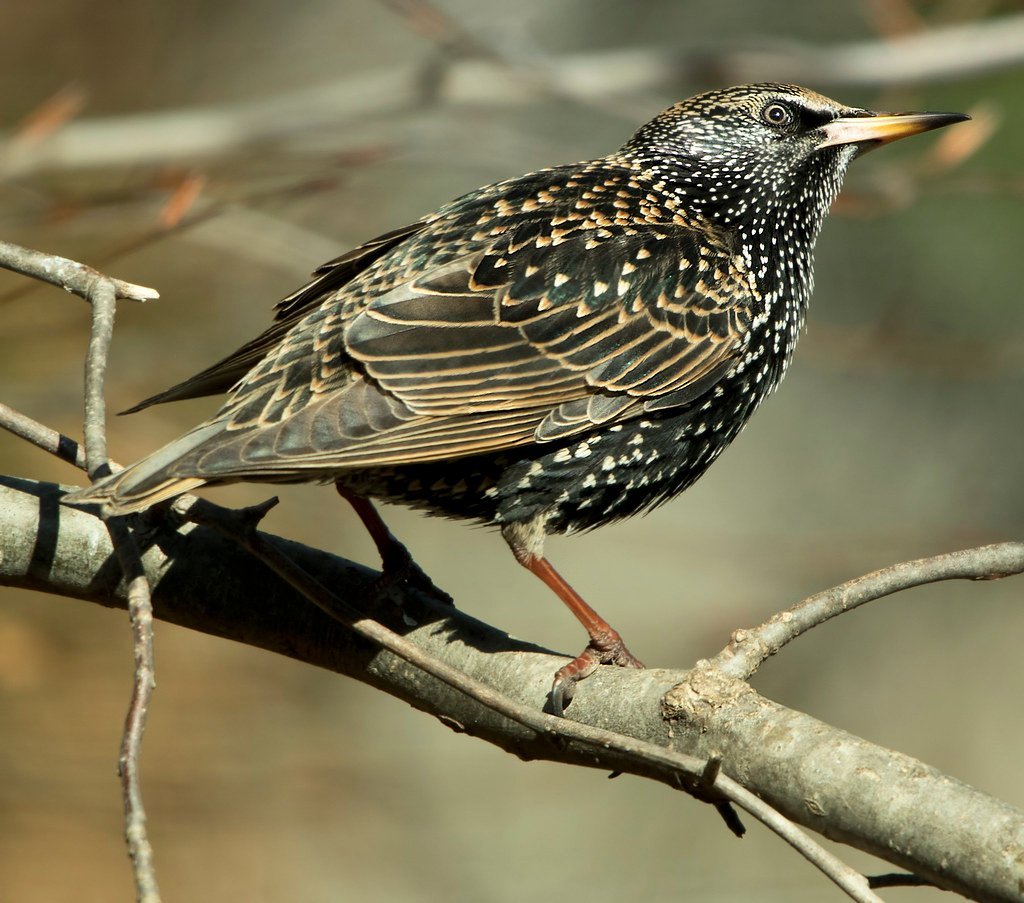 His Pet Starling Inspired His Music (watts_photos, Flickr, CC BY 2.0)