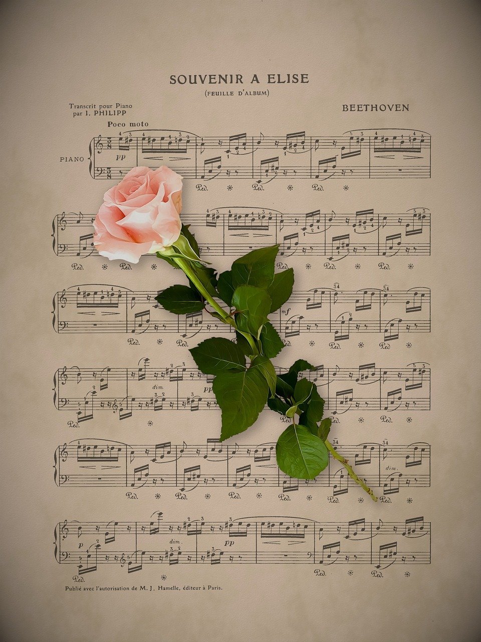 He Was a Hopeless Romantic Who Got Rejected Every Single Time (Image Credits: Pixabay)