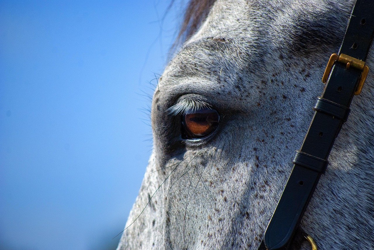 He Forgot He Owned a Horse (Image Credits: Pixabay)