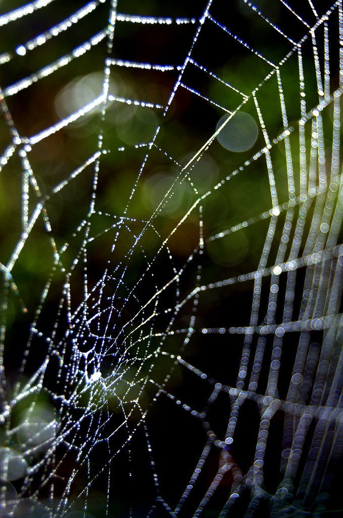 A Final Reflection on Time's Strange Web (*~Dawn~*, Flickr, CC BY 2.0)