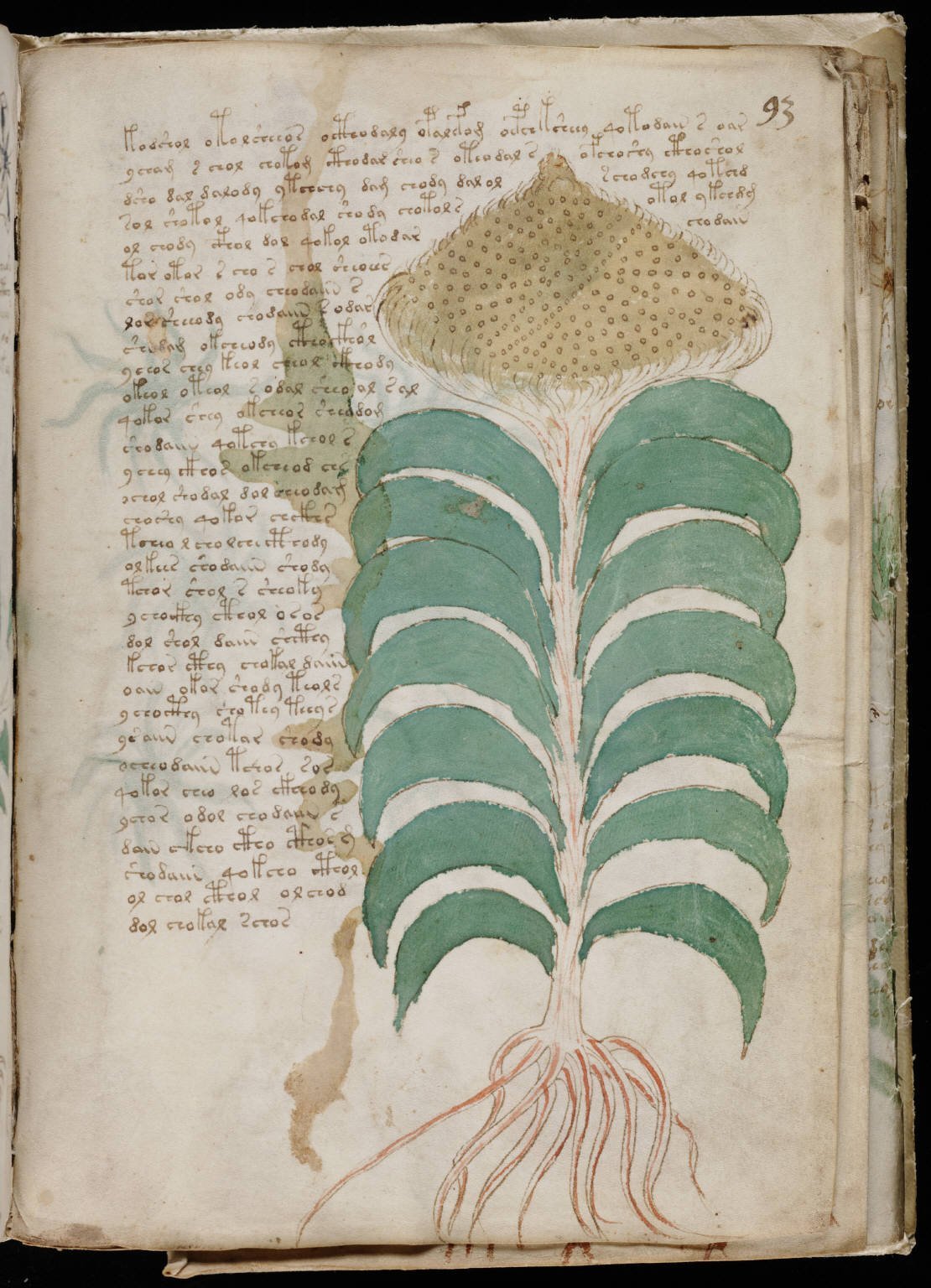 1. The Voynich Manuscript: The World's Most Uncrackable Book (Beinecke Rare Book & Manuscript Library, Yale University ([1])., Public domain)