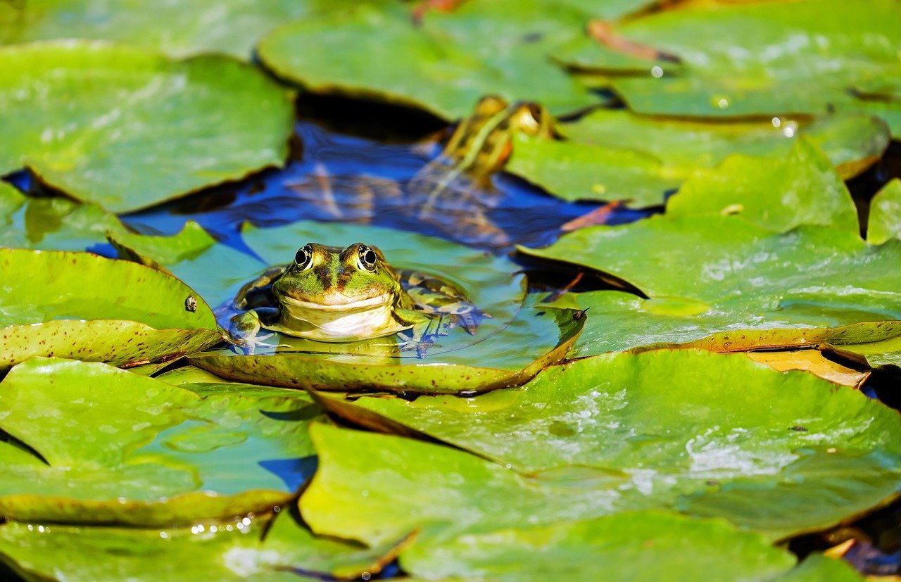 Budweiser "Frogs" (1995) (Image Credits: Pixabay)