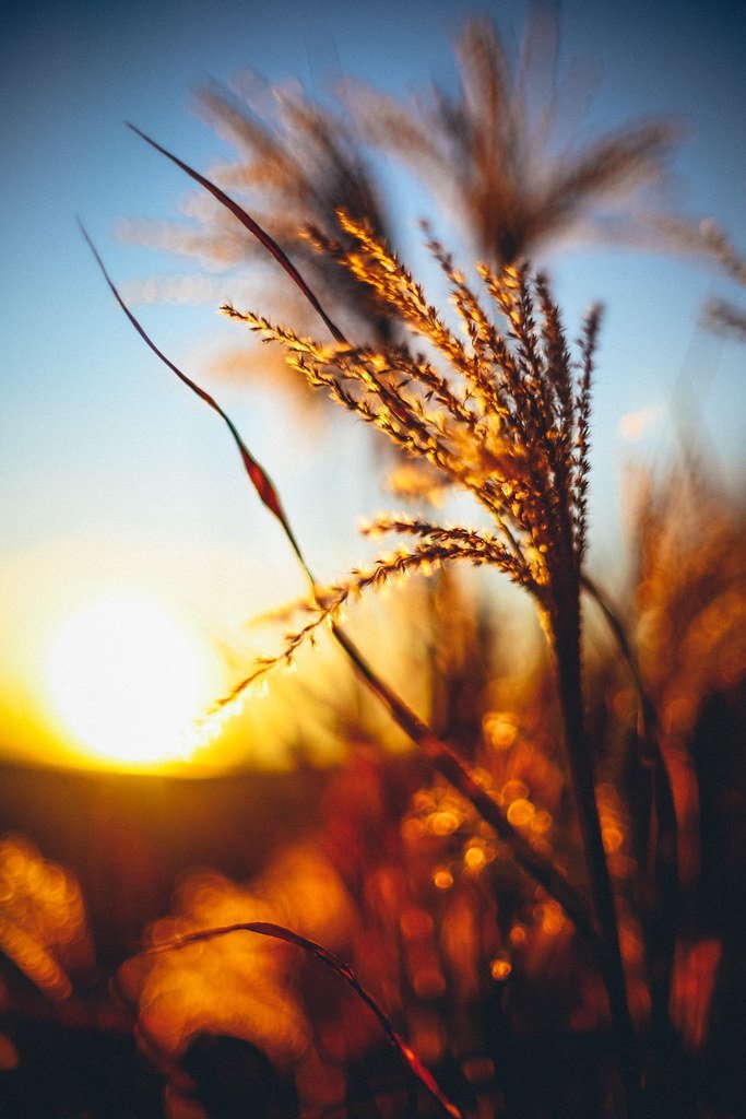 Grieg: Morning Mood (from Peer Gynt Suite No. 1) (matthias.ripp, Flickr, CC BY 2.0)