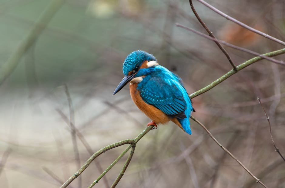 Theodore Roosevelt: Lifelong Naturalist and Bird Observer (Image Credits: Pexels)