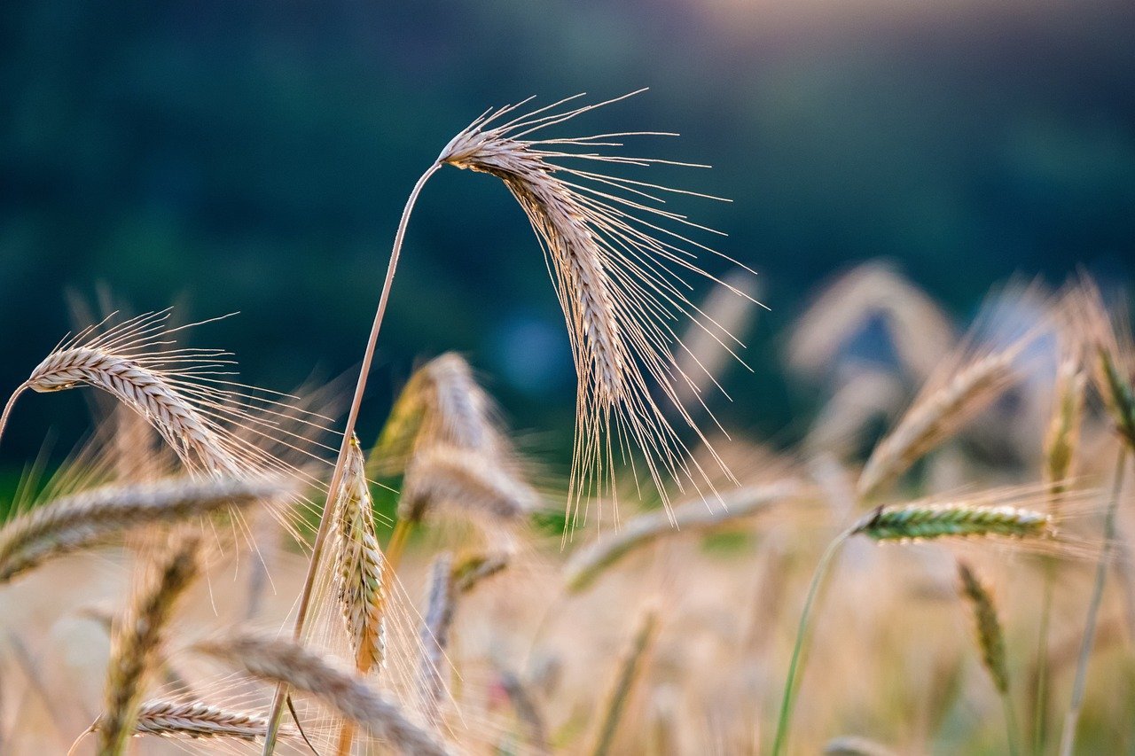 Indus Valley's Diverse Crop Innovations (Image Credits: Pixabay)
