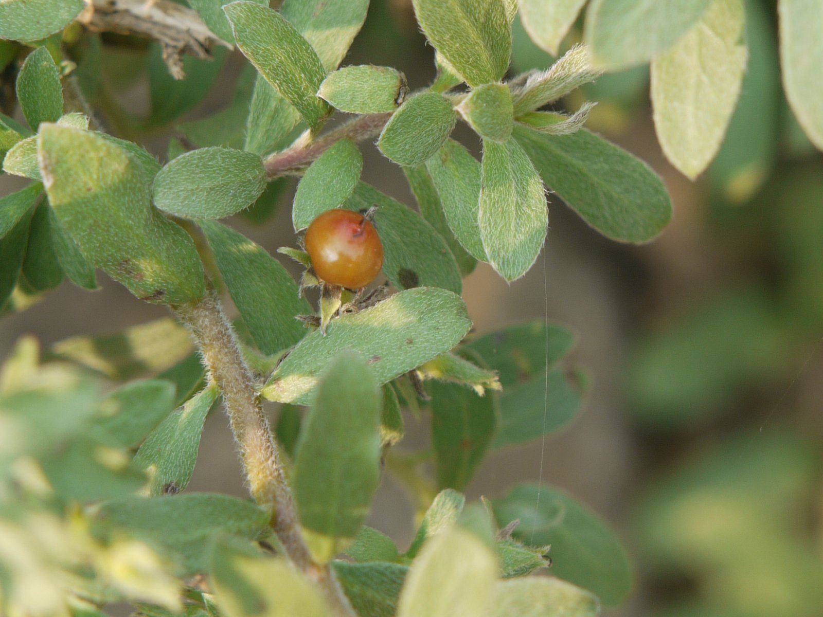 Ayurveda's Systematic Plant Lore (Kallurvanci (in Malayalam), CC BY-SA 2.0)