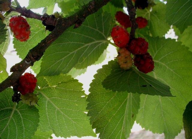 Here We Go Round the Mulberry Bush (Own photo, taken at Beder in Jutland., CC BY-SA 3.0)