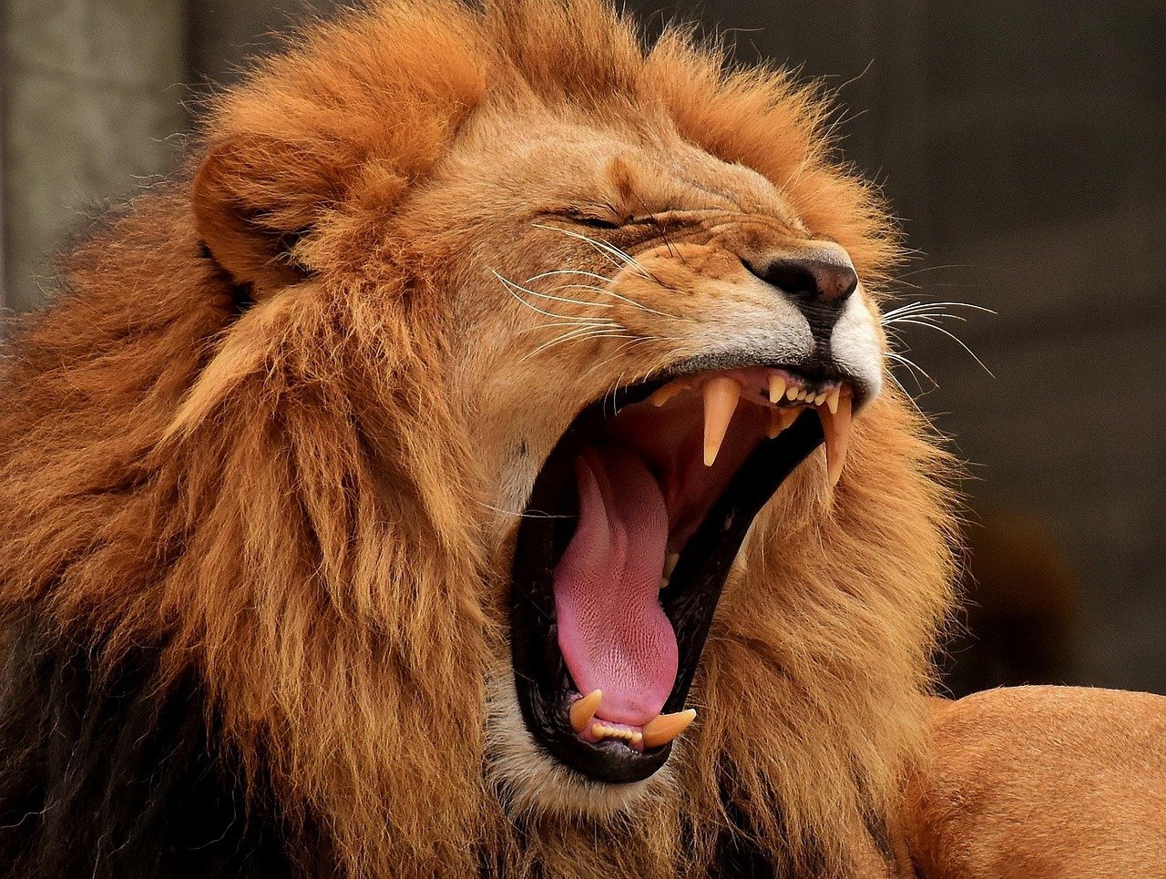 Out of Africa (1985) – John Barry (Image Credits: Pixabay)