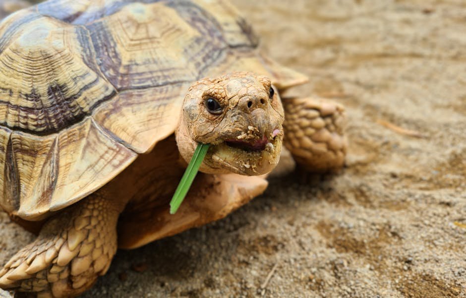 Zeno's Achilles and the Tortoise (Image Credits: Pexels)