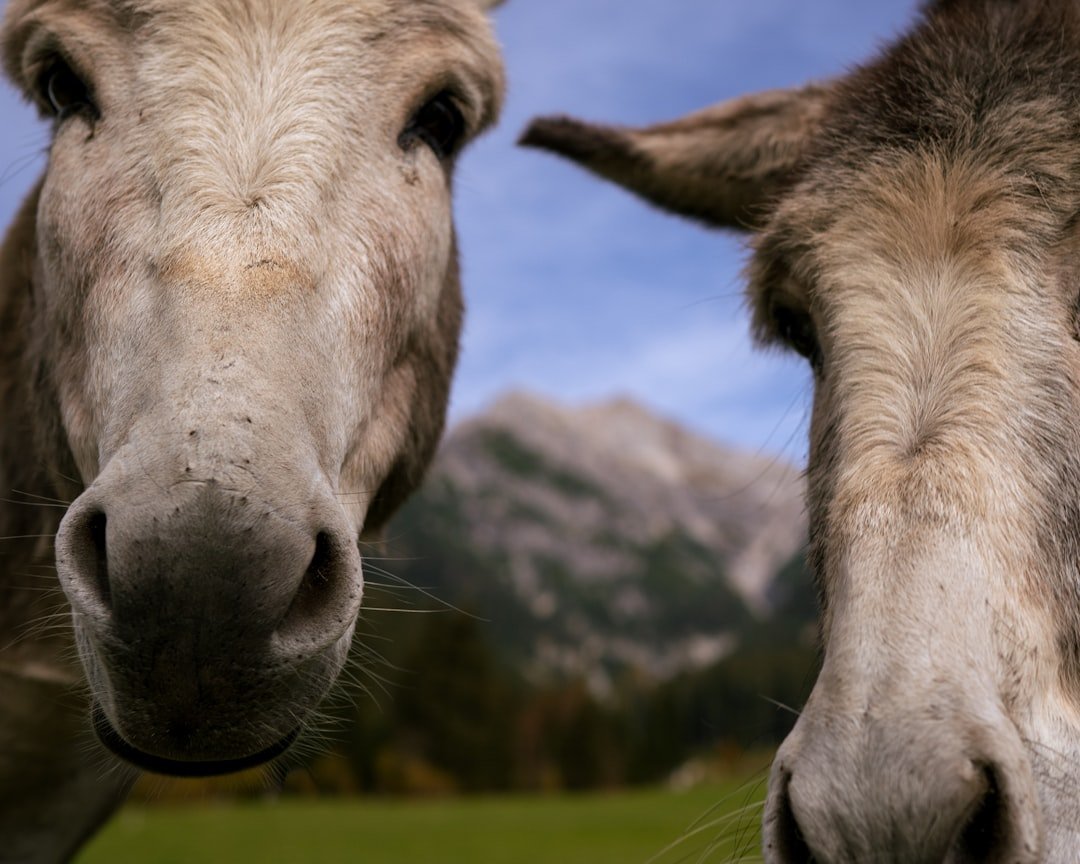 Buridan's Ass (Image Credits: Unsplash)