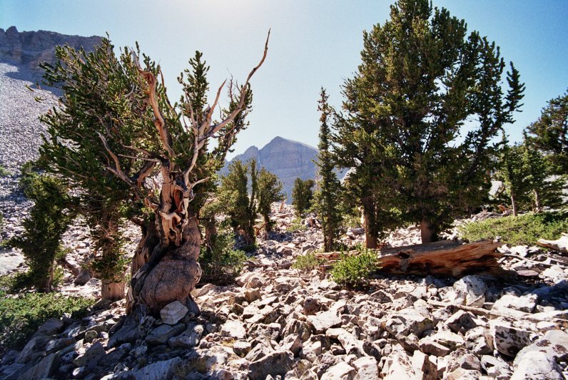 Great Basin National Park, Nevada (Transferred from en.wikipedia to Commons by Grook Da Oger., Public domain)