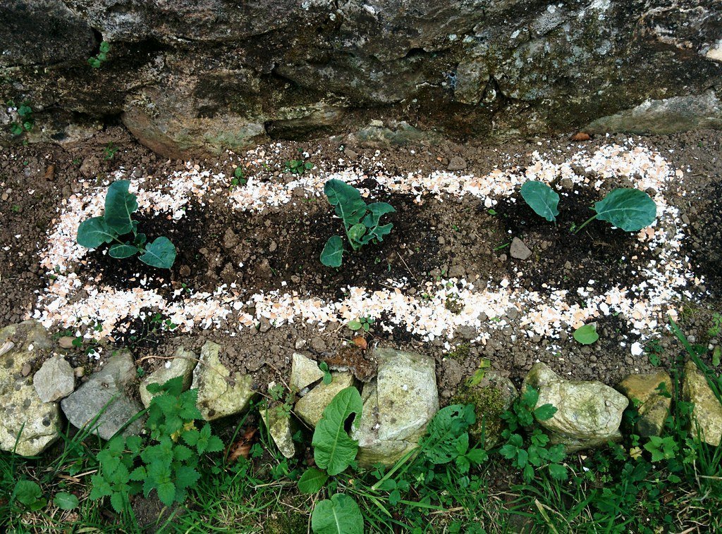 6. Crushed Eggshells for Slugs or Calcium (neil cummings, Flickr, CC BY-SA 2.0)