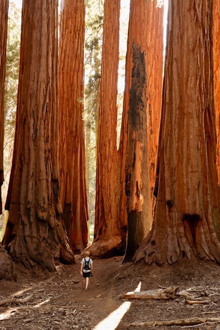 Cold Springs Campground (Image Credits: Pexels)