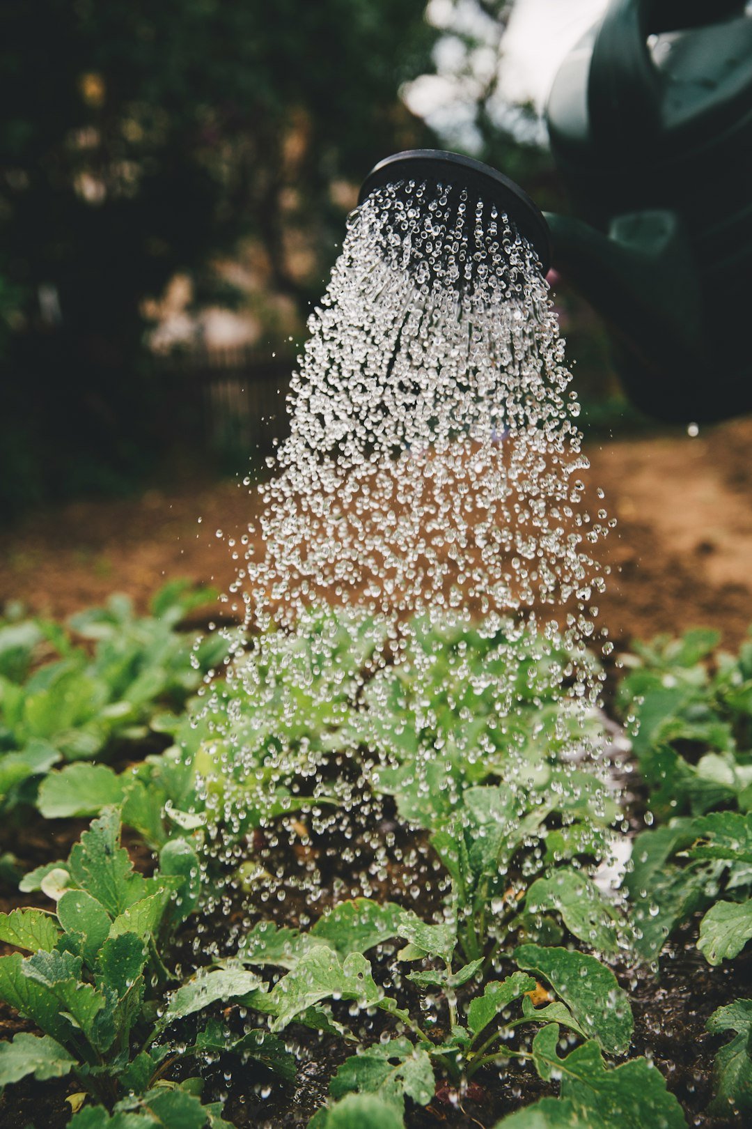 Myth 6: Watering Leaves in Sunlight Causes Burn Spots (Image Credits: Unsplash)