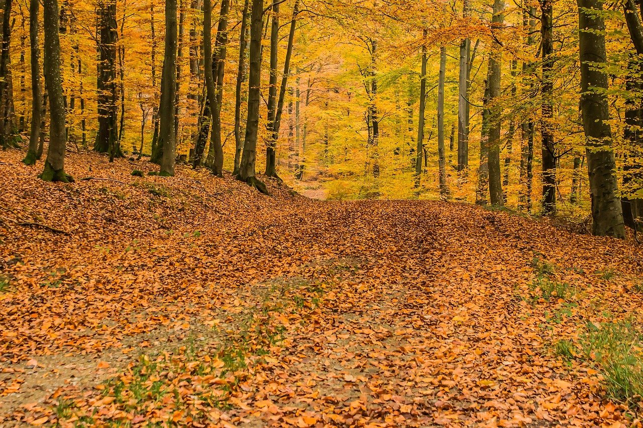 Myth 12: All Fallen Leaves Must Be Raked and Removed in Autumn (Image Credits: Pixabay)