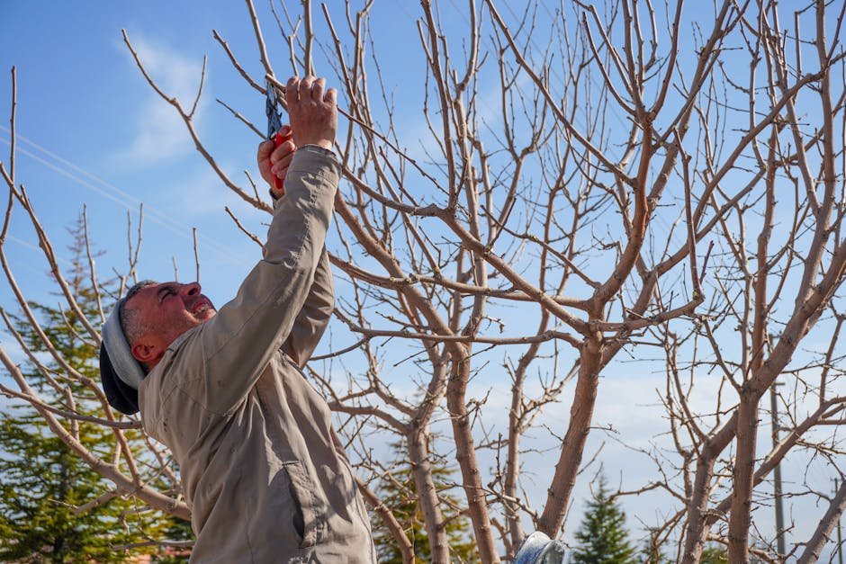 Topping Trees Keeps Them From Growing Too Tall (Image Credits: Pexels)